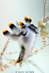 Thecacera sp. feeding by Danny Van Belle 